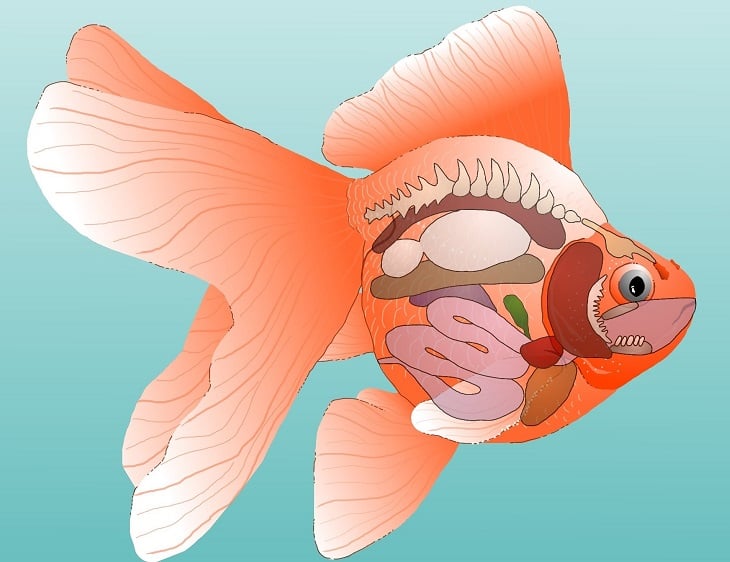 Goldfish Anatomy