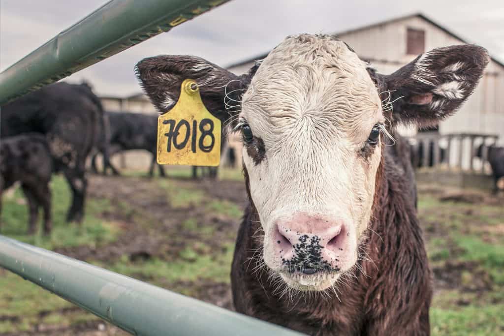 cows useless facts