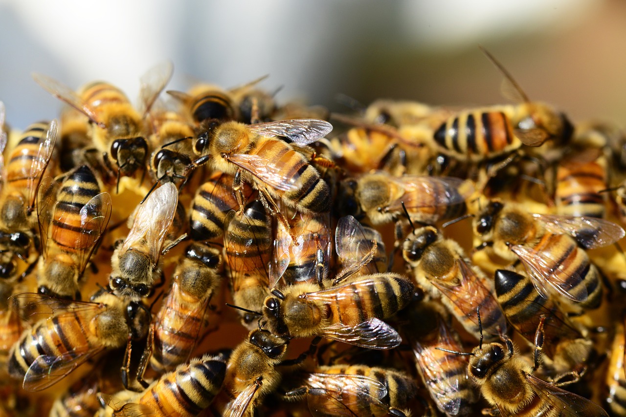 bee facts