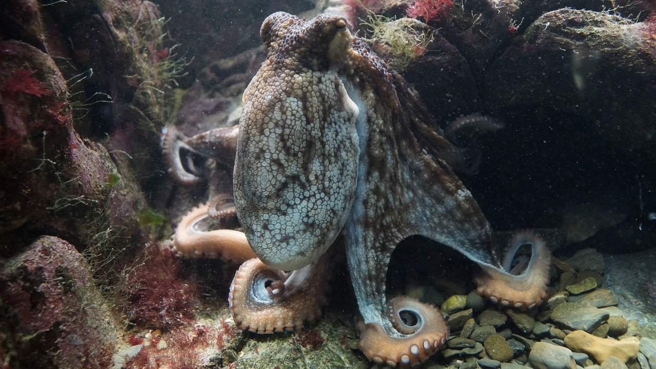 octopus facts