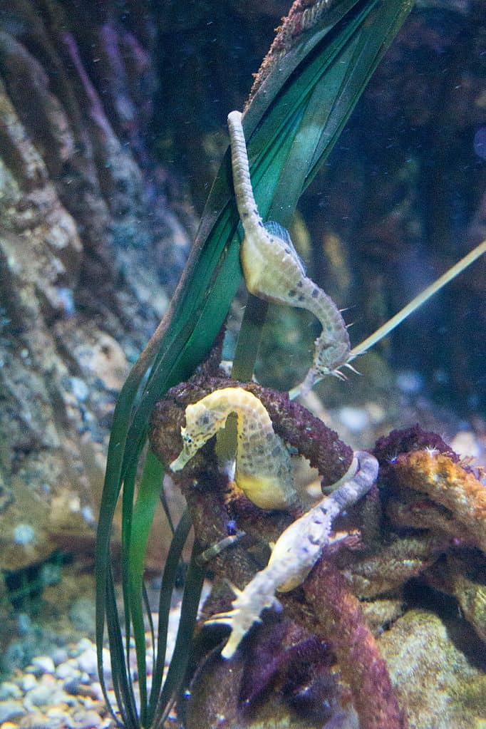 seahorse facts