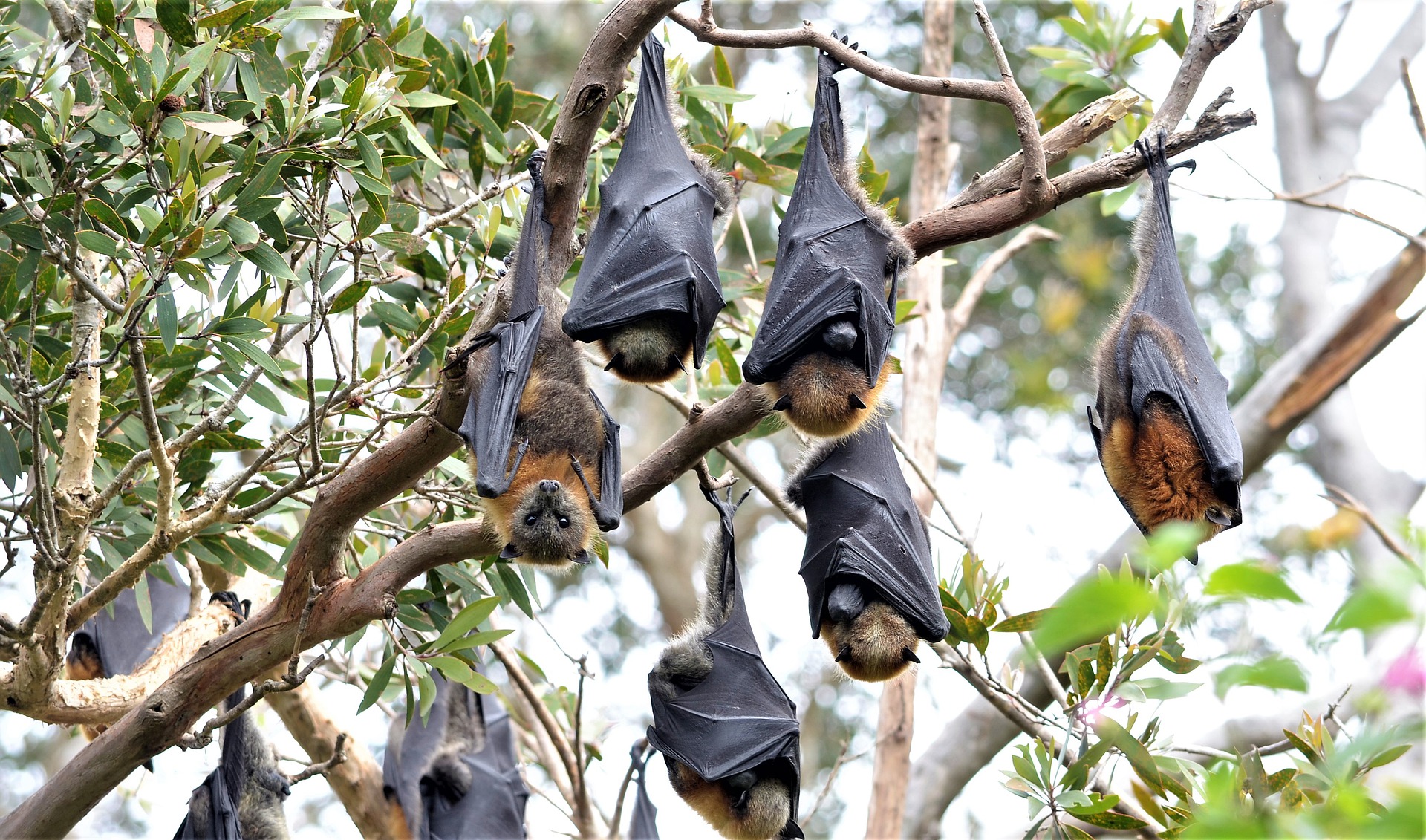 Fruit Bat Colony, Fruit Bat Roost, Megabat Colony