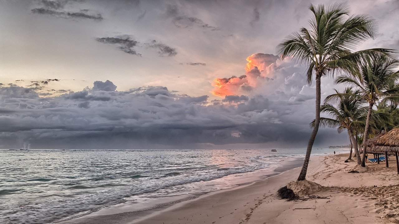 palm trees, beach