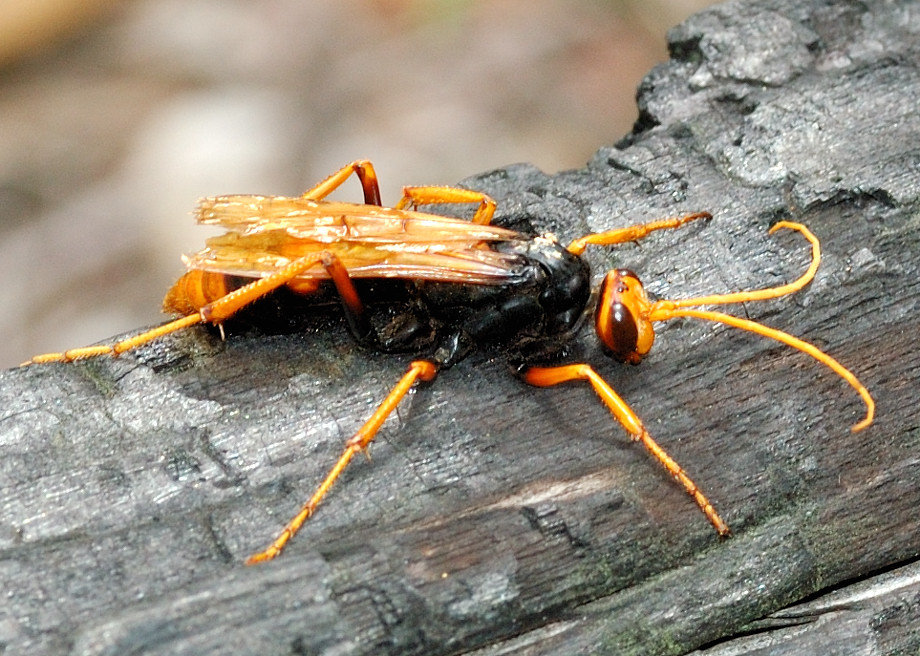 Orange Spider Wasp