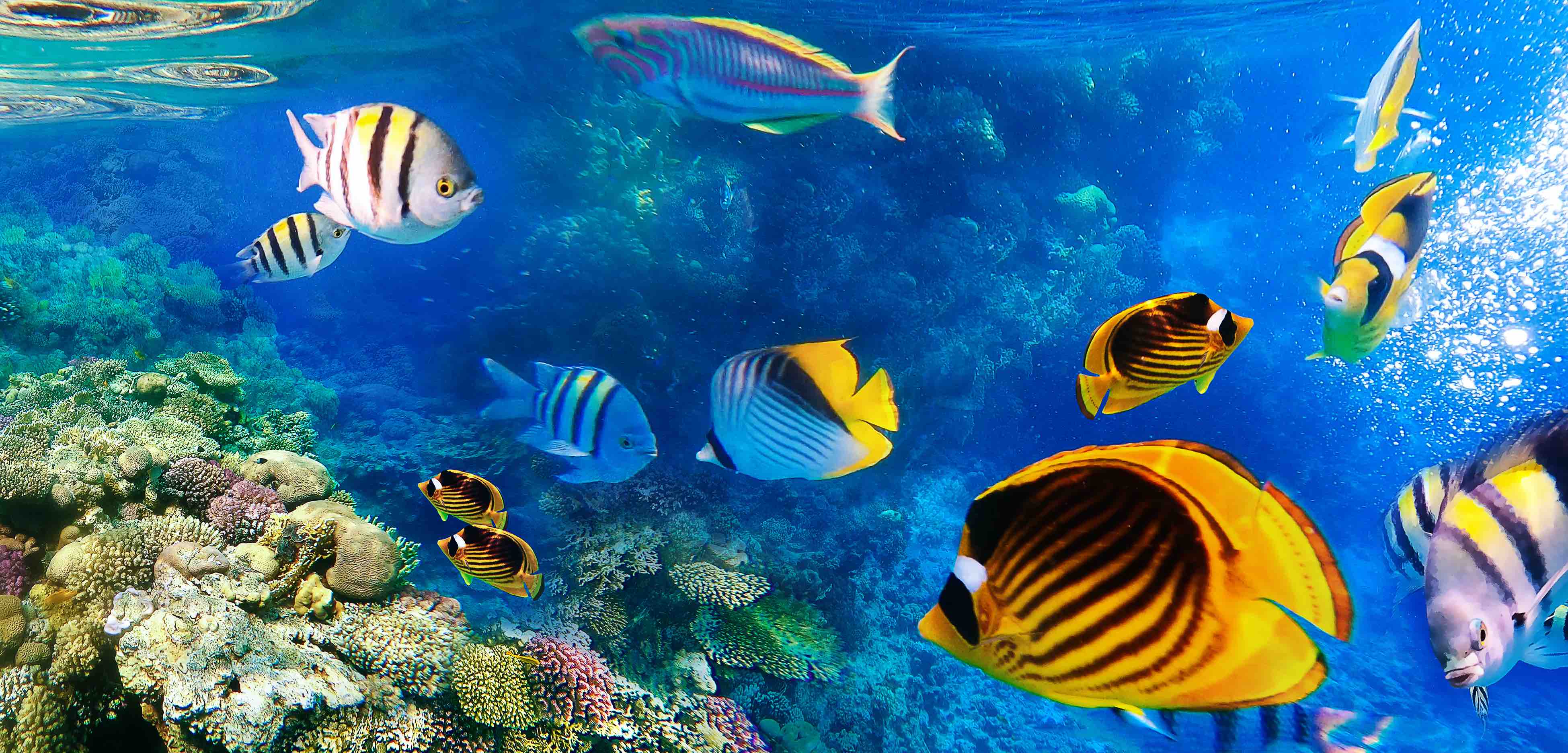 Underwater world. Coral fishes of Red sea.