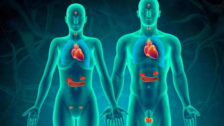 Endocrine System