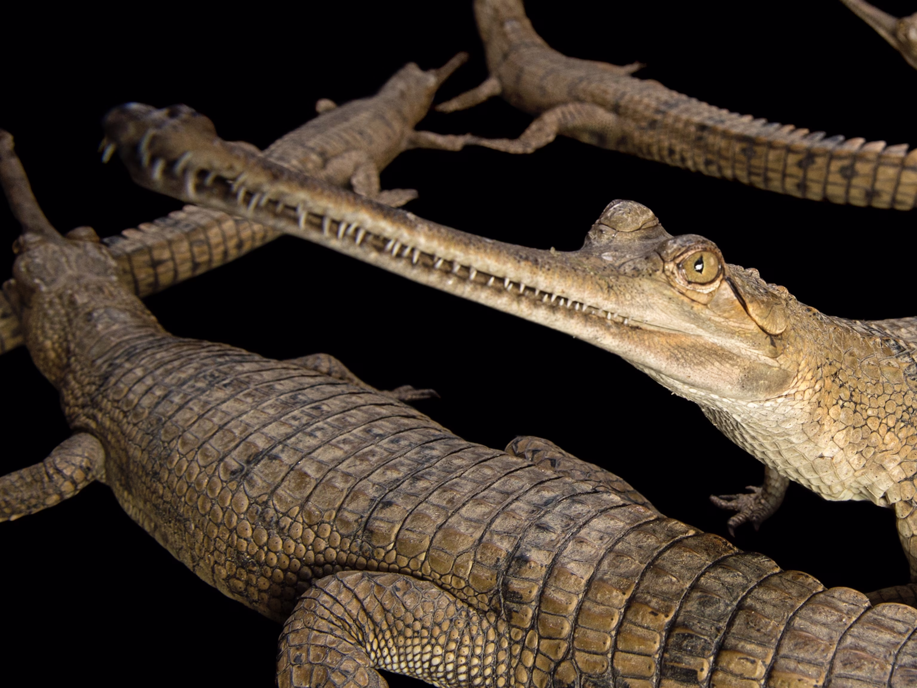 Gharial