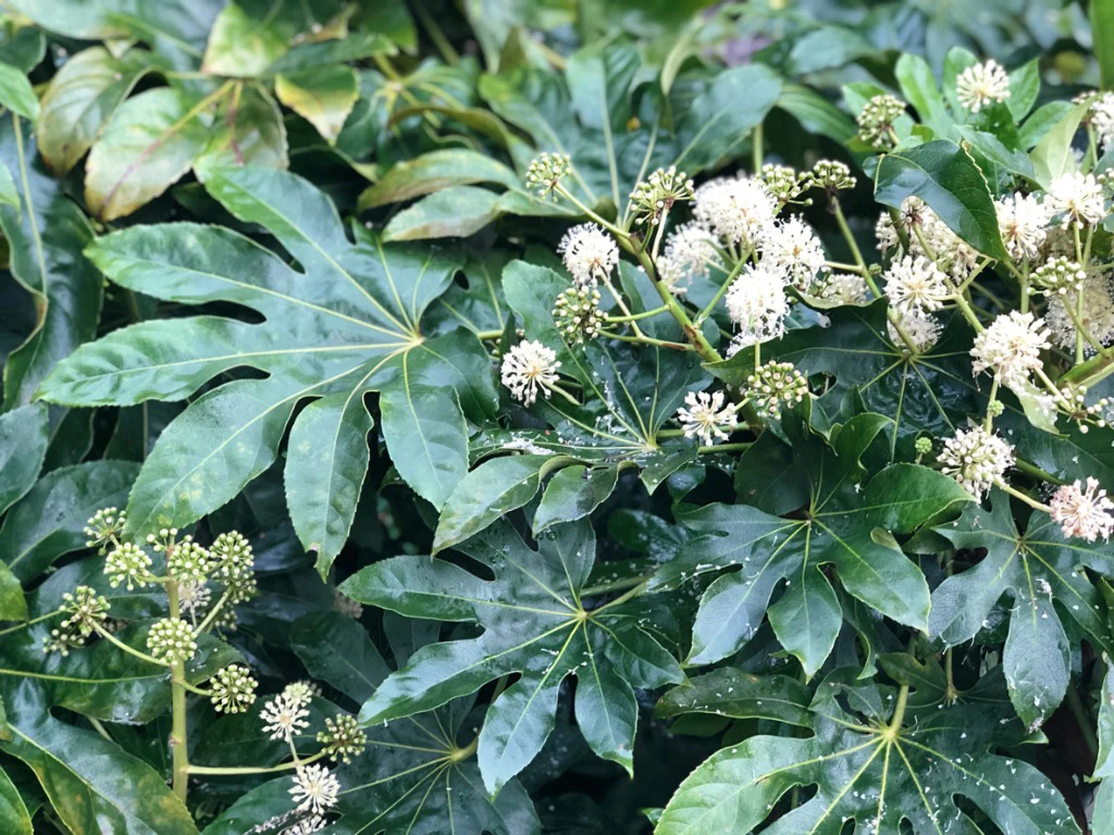 14-surprising-facts-about-japanese-aralia