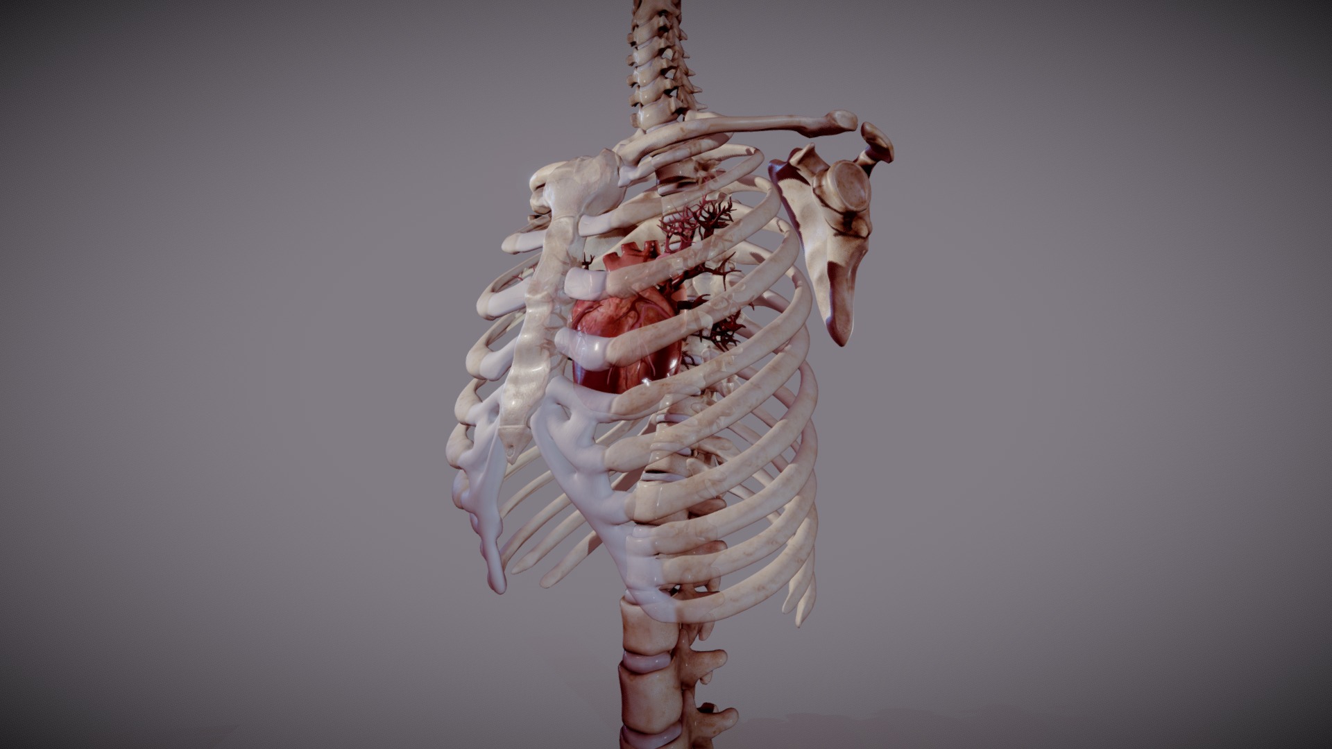 15-unbelievable-facts-about-ribcage