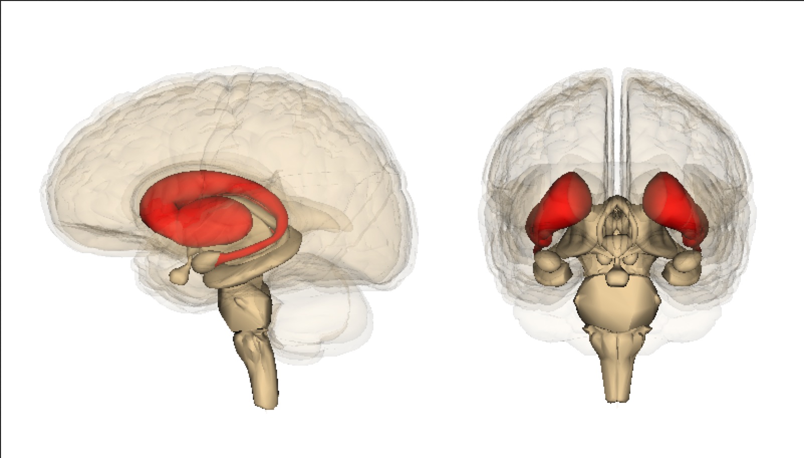 9-intriguing-facts-about-corpus-striatum