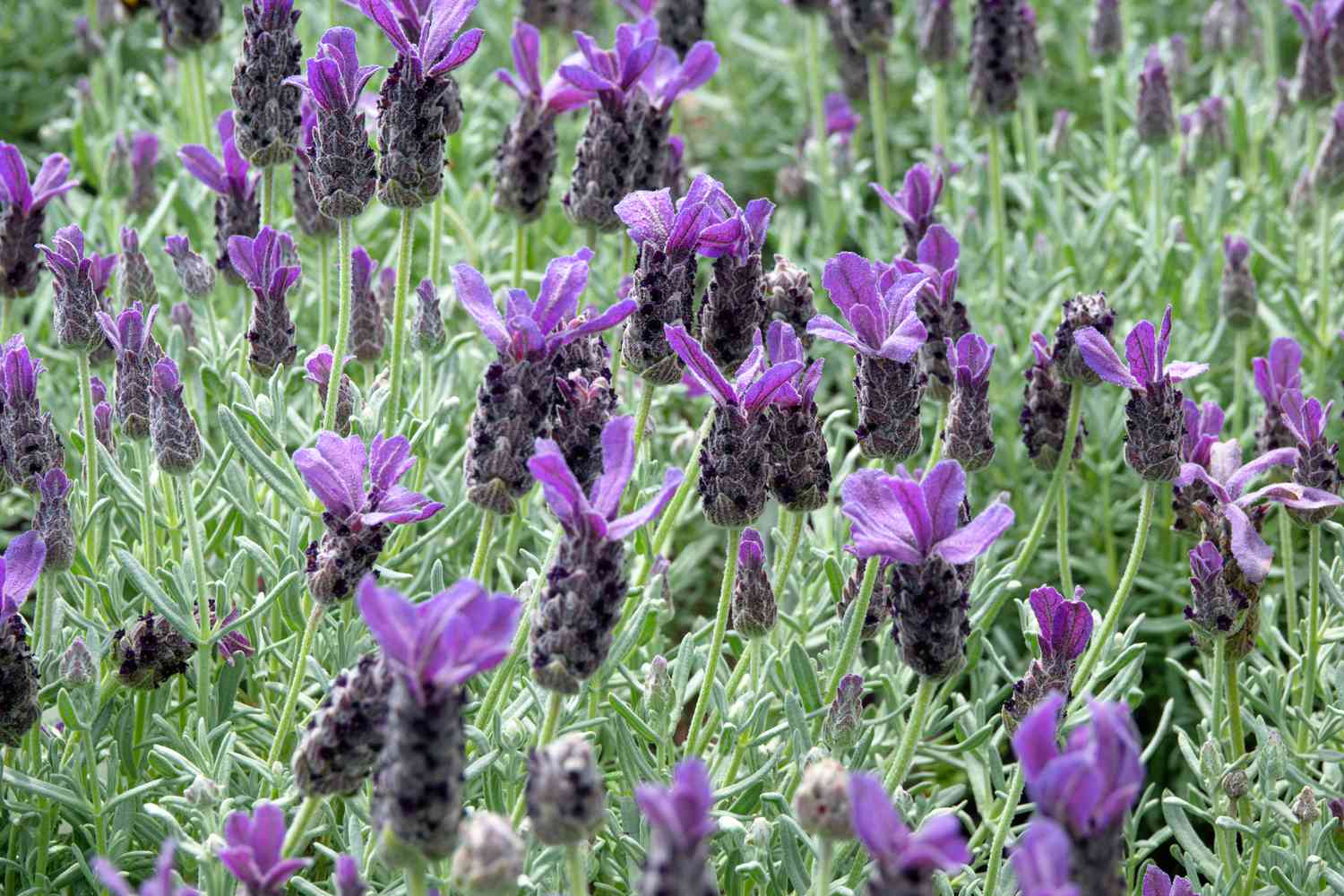 Lavender