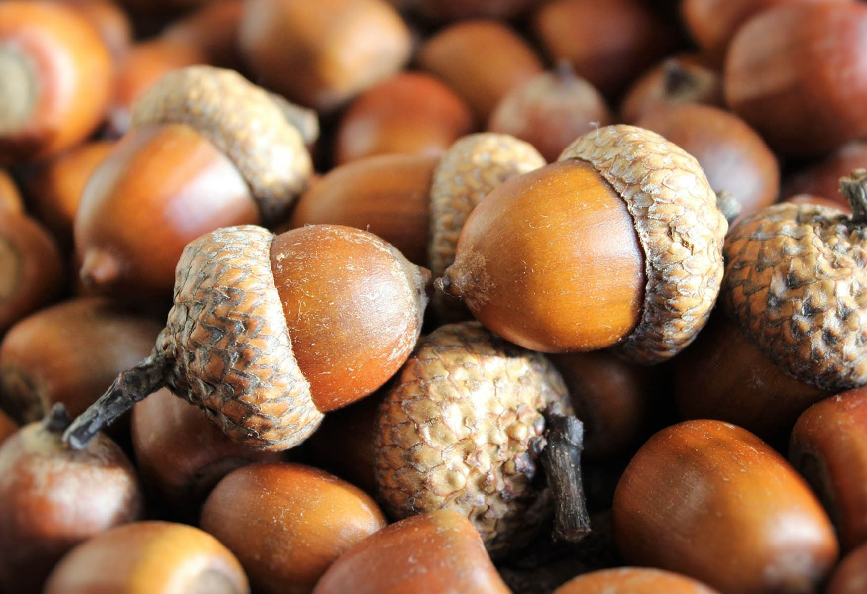 Acorns