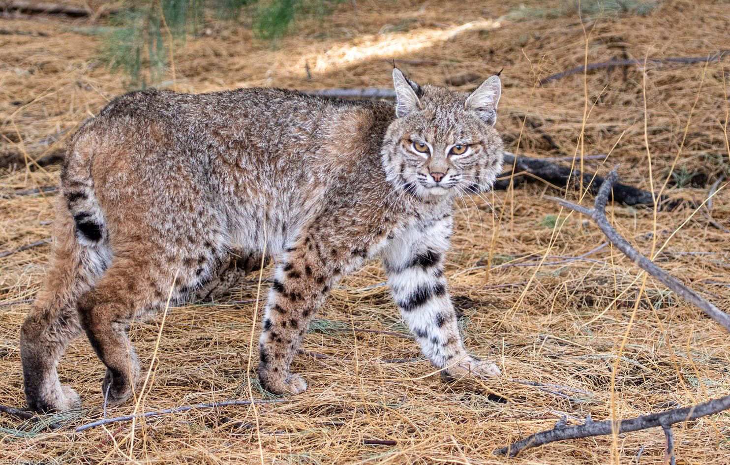 18-arizona-bobcat-facts