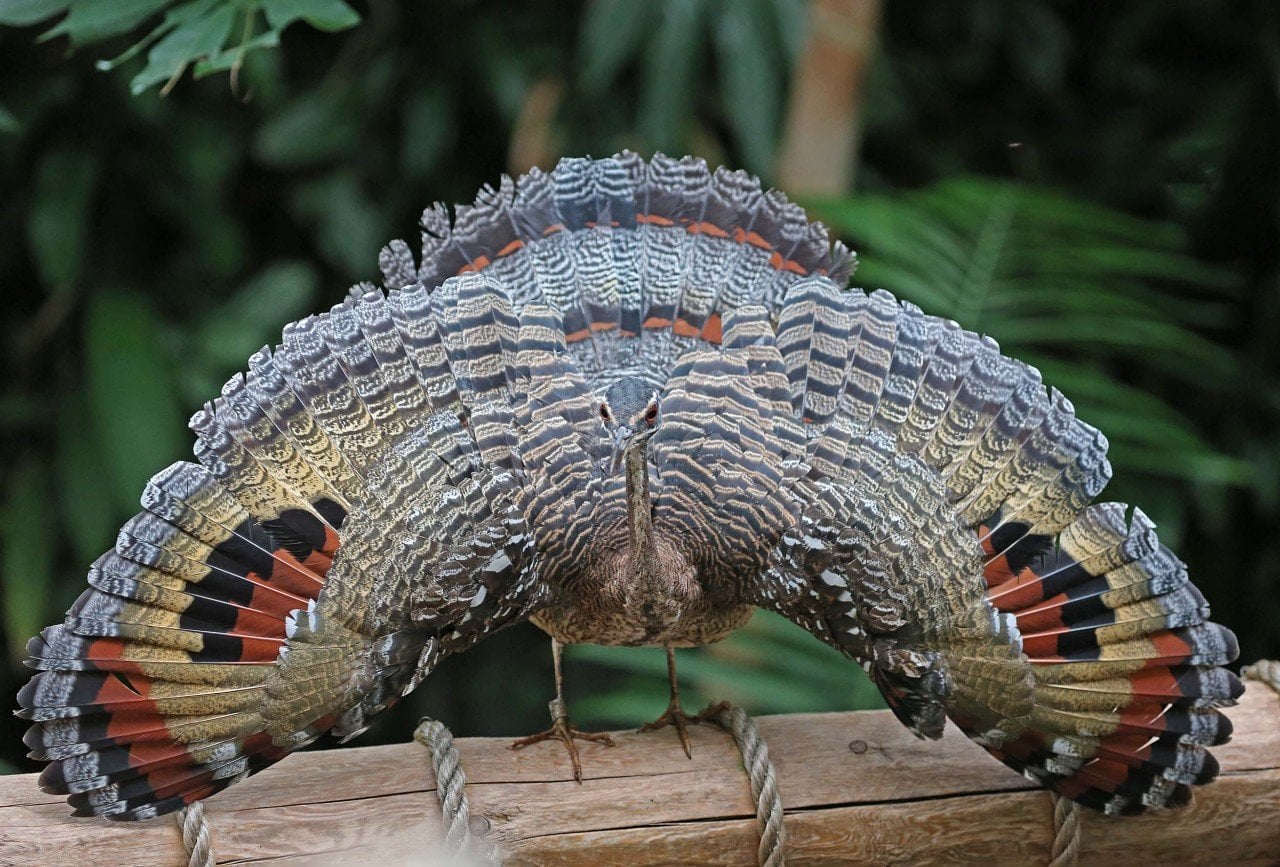 29-facts-about-sunbittern