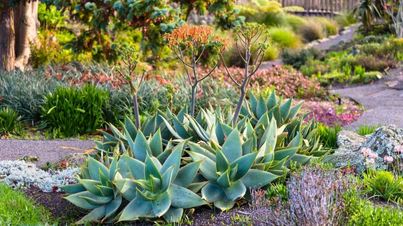 38-facts-about-xeriscaping