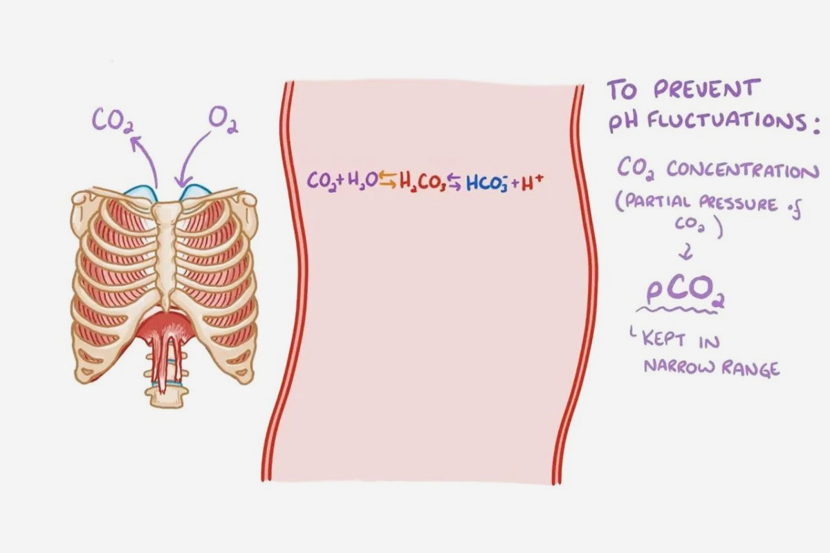 31-facts-about-alkalemia