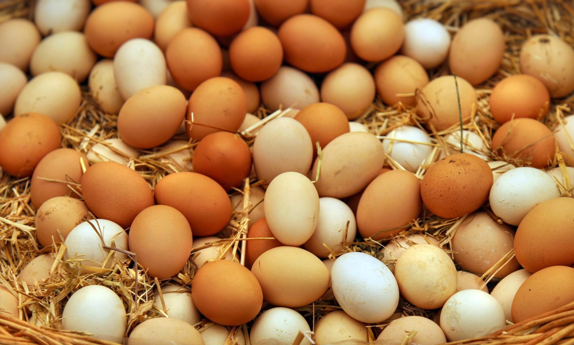 34-facts-about-huevos