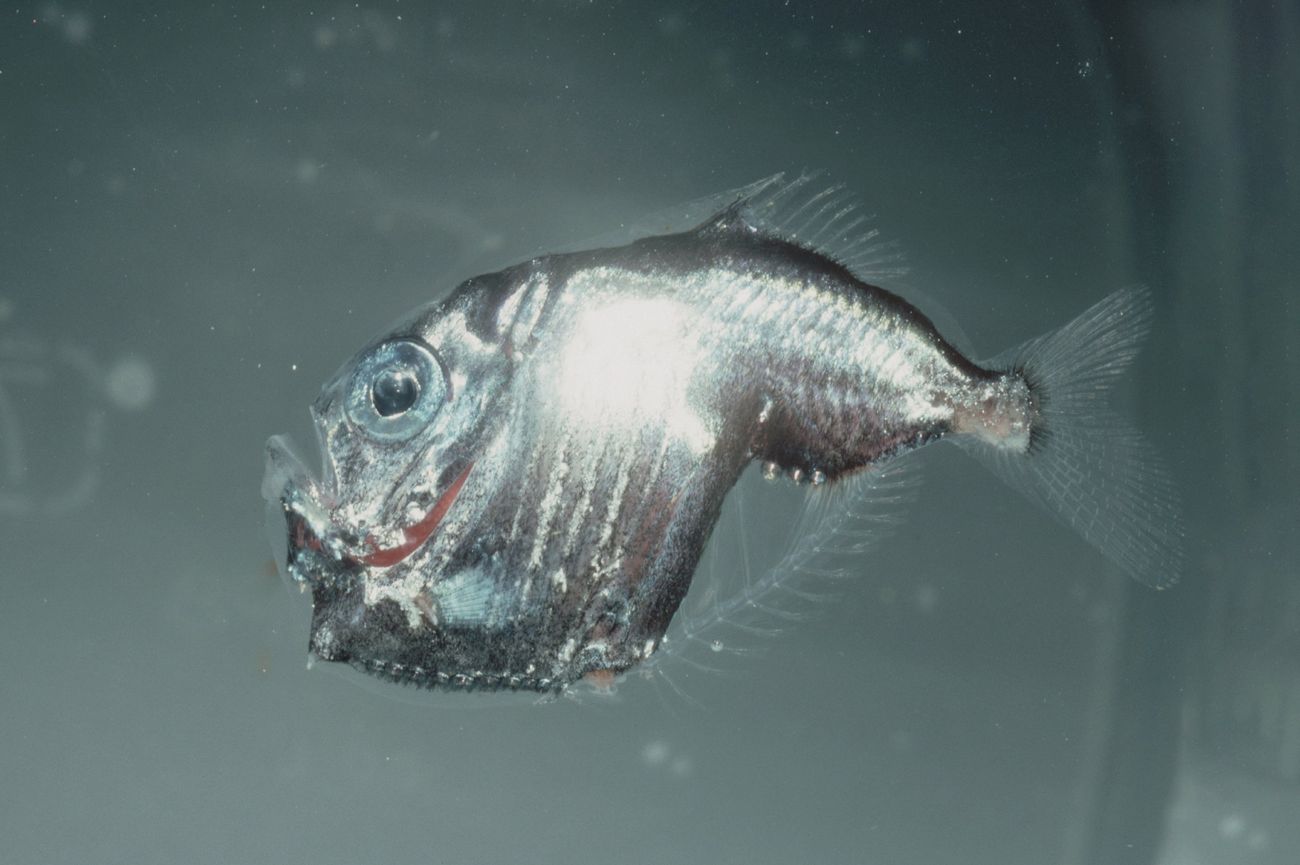 26-facts-about-hatchetfish