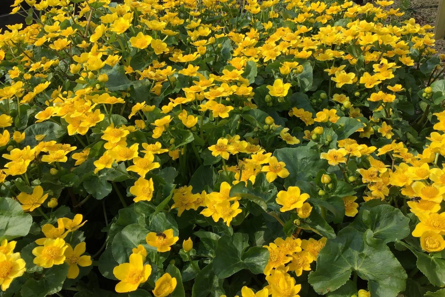 31-facts-about-marsh-marigold