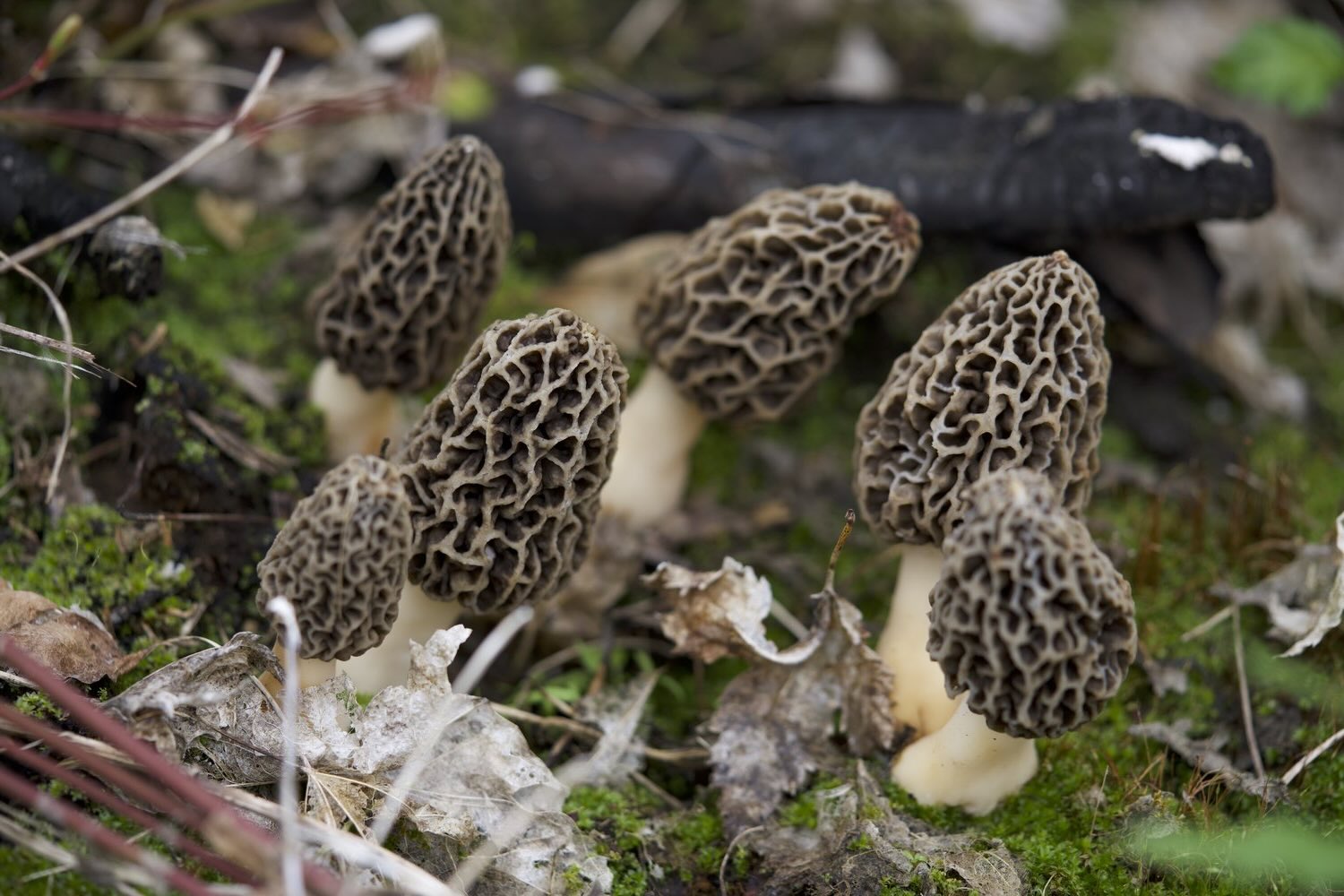 34-facts-about-morel