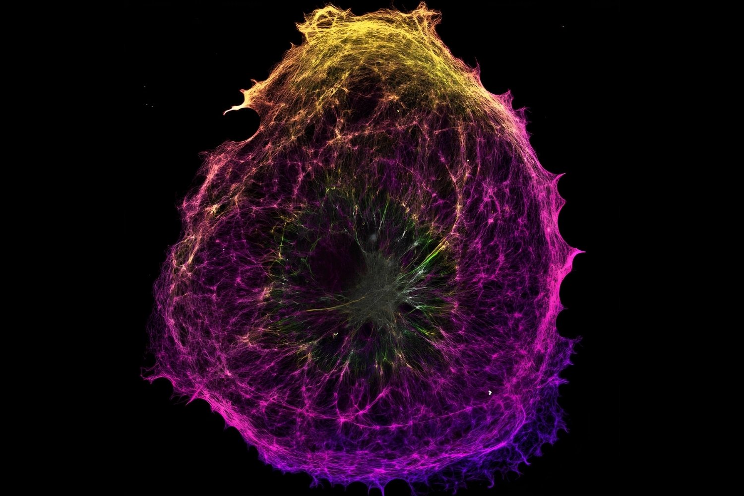 36-facts-about-cytoskeleton-dynamics